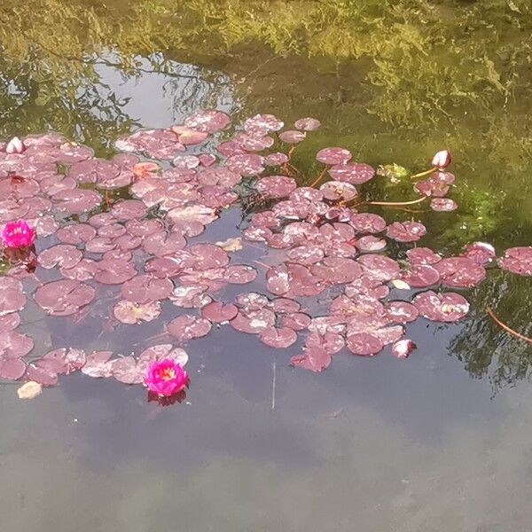 Nymphaea candida Fuelha