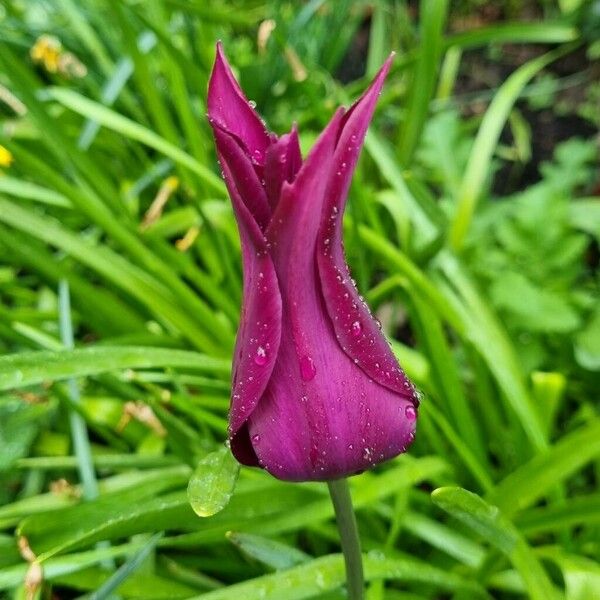 Tulipa didieri Flor