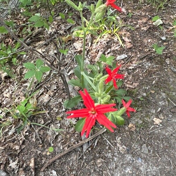 Silene virginica Flower