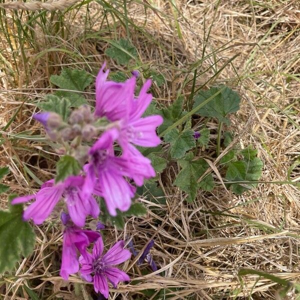 Malva sylvestris Blad