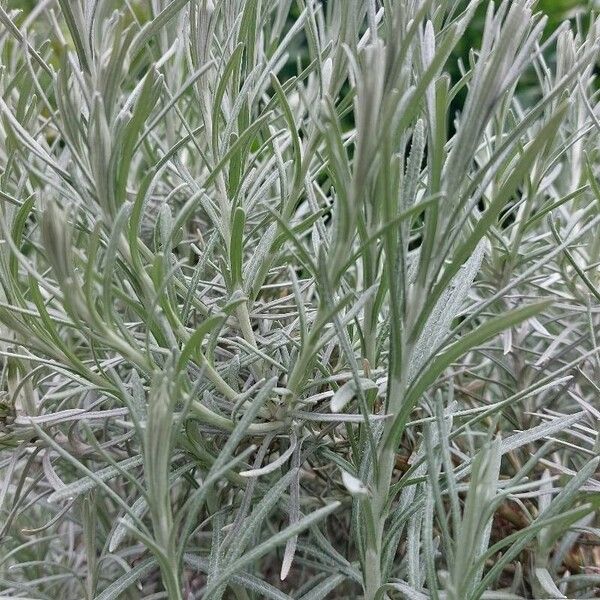 Helichrysum italicum برگ