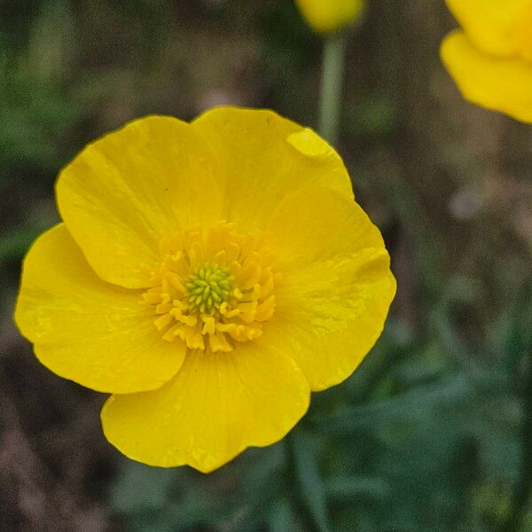 Ranunculus acris Flower