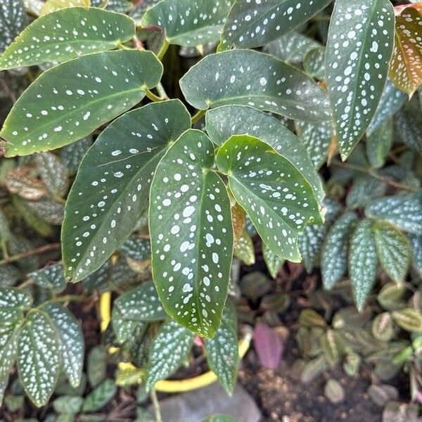 Begonia coccinea Φύλλο