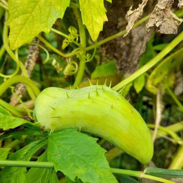 Cyclanthera pedata Frucht