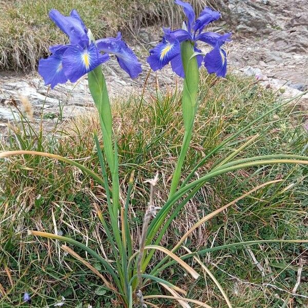 Iris latifolia Květ