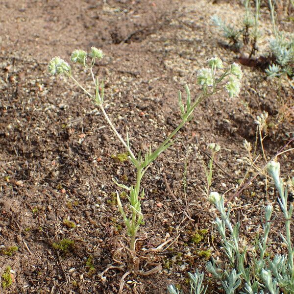 Valeriana coronata Hábito