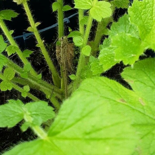 Geum coccineum Φλοιός