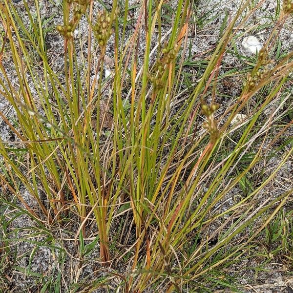 Juncus tenuis Yaprak