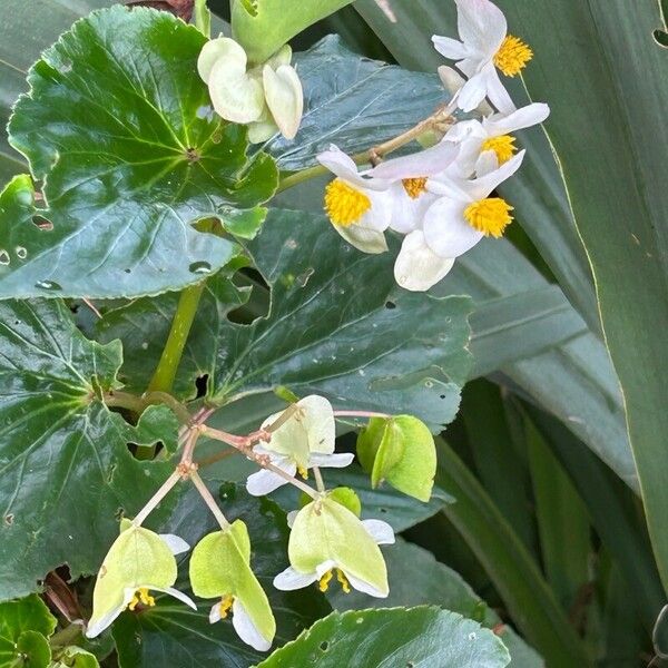 Begonia minor Лист