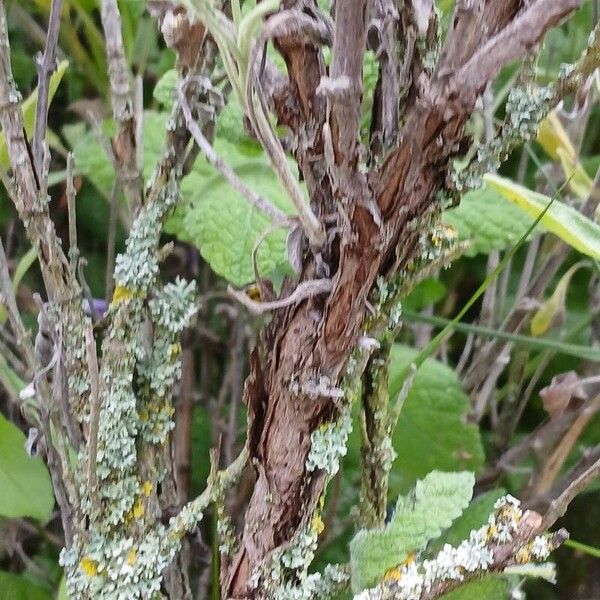 Salvia officinalis Bark