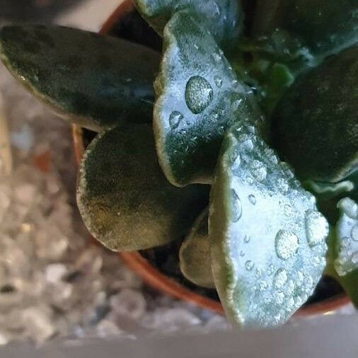 Adromischus cooperi 葉