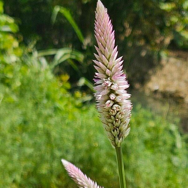 Deeringia spicata Flor