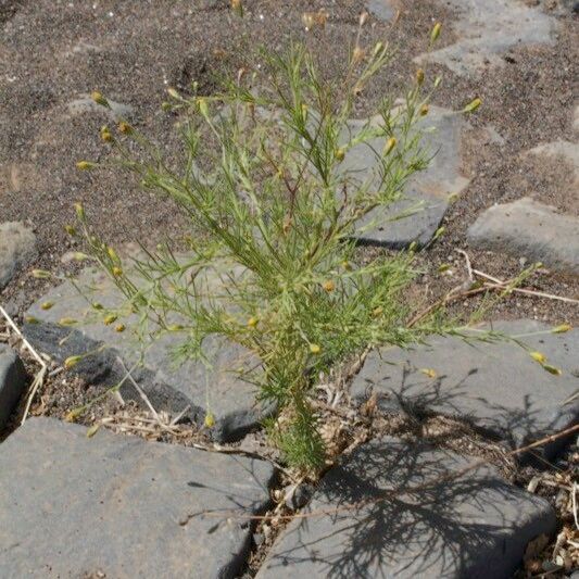 Leysera leyseroides Habitat