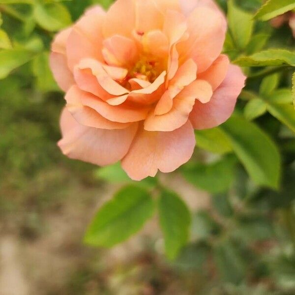 Rosa abietina Blüte