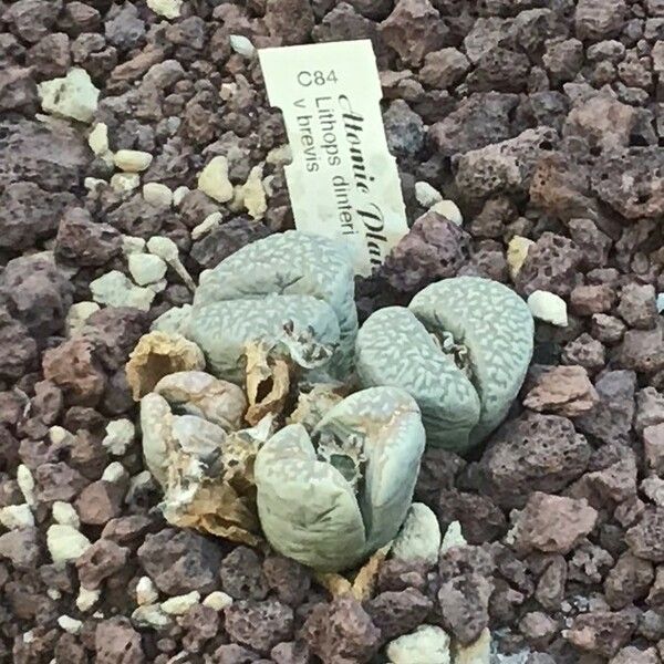 Lithops dinteri Leaf