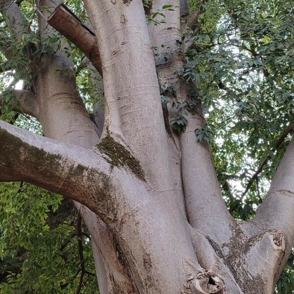 Celtis australis Habit