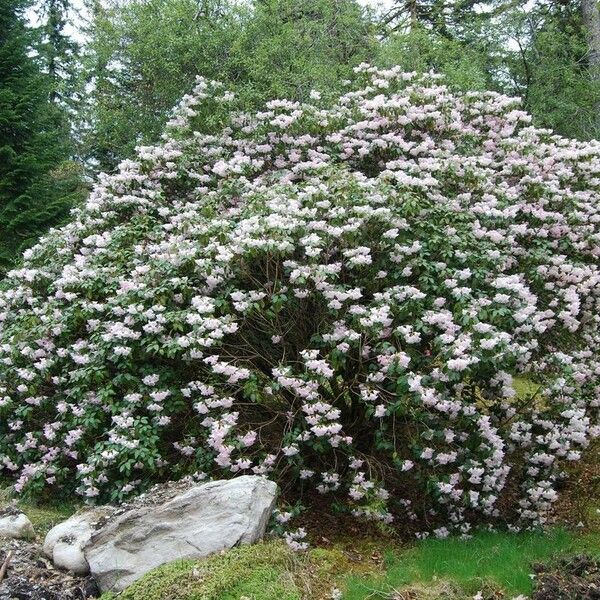 Rhododendron williamsianum Habit