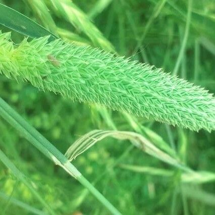 Phalaris aquatica Квітка