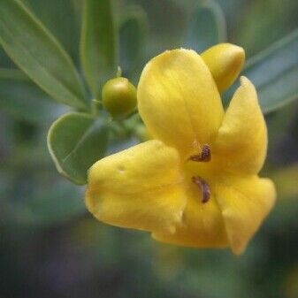 Jasminum odoratissimum Flower