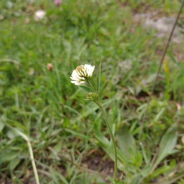 Trifolium montanum Kukka