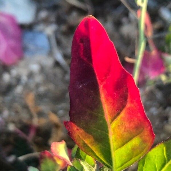 Atriplex prostrata Blad