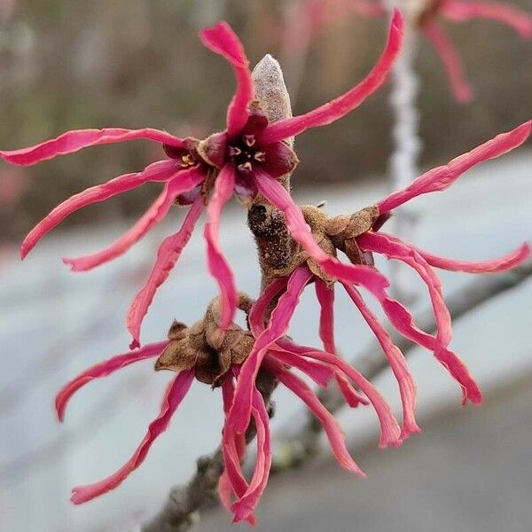 Hamamelis × intermedia Bloem