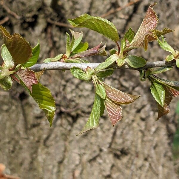 Prunus avium Leaf
