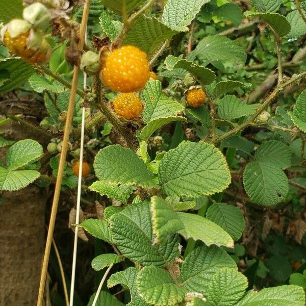 Rubus ellipticus Frukto