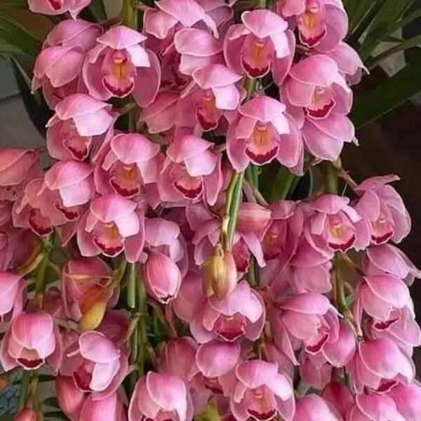 Cymbidium faberi Bloem