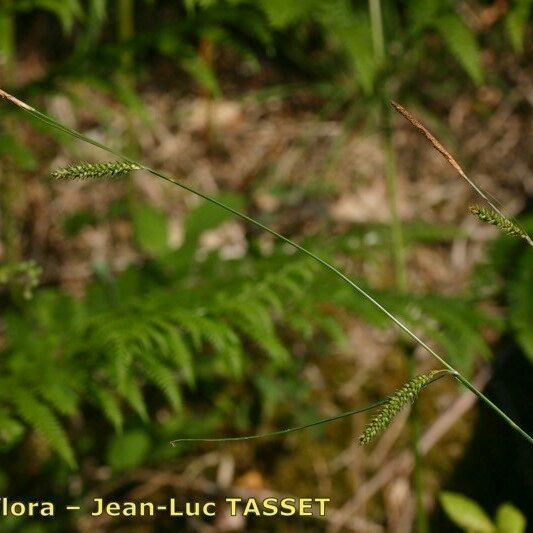 Carex laevigata Fruit