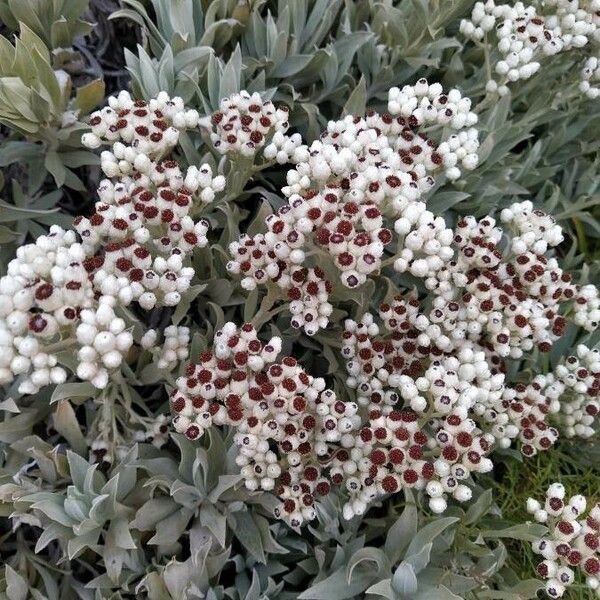 Helichrysum melaleucum Flower