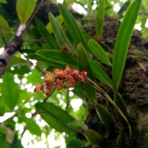 Bulbophyllum densum Kukka
