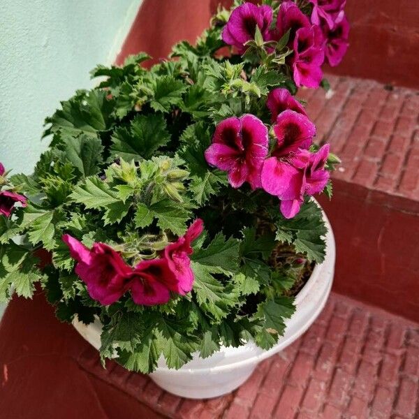 Pelargonium grandiflorum Blüte