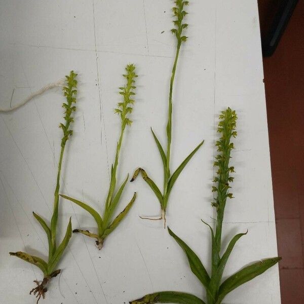 Platanthera aquilonis List