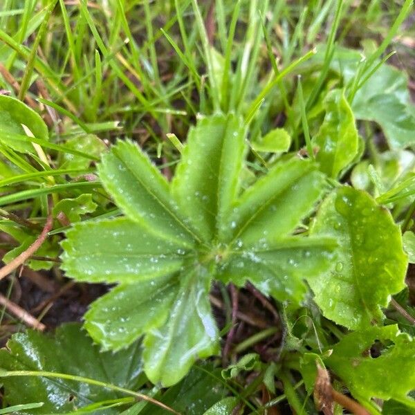 Alchemilla subcrenata Φύλλο