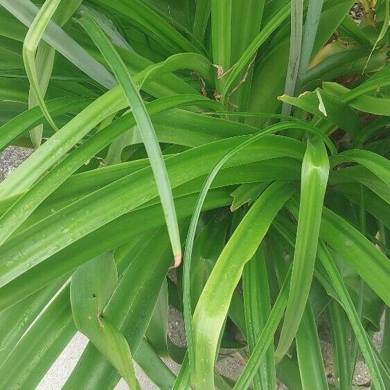 Crinum bulbispermum Folha