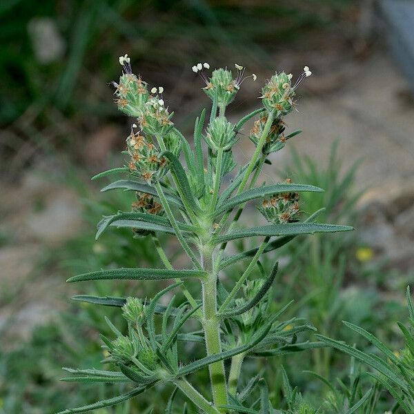 Plantago afra 花