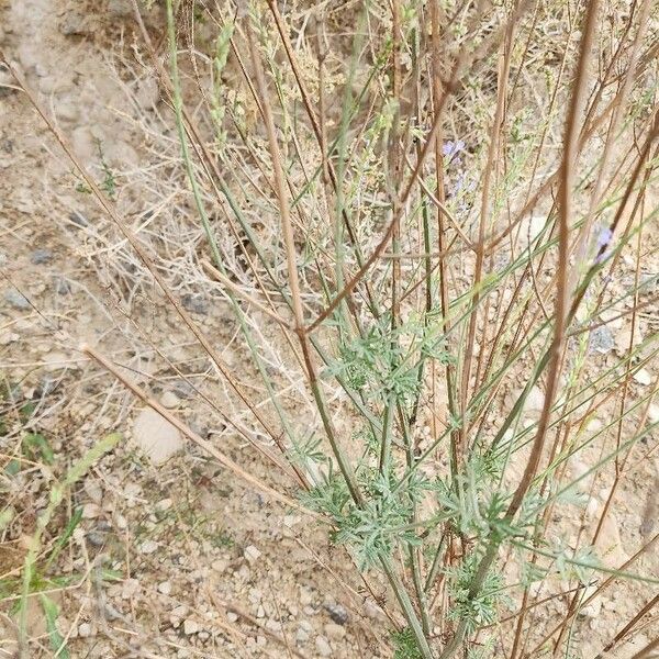 Lavandula coronopifolia Habit