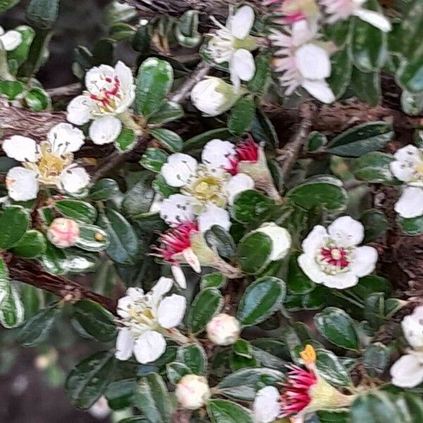 Cotoneaster microphyllus फूल