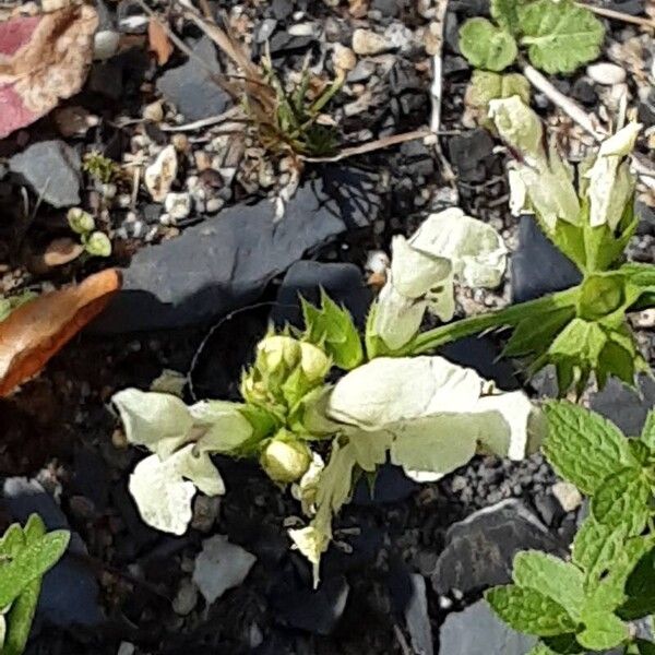 Stachys recta फूल