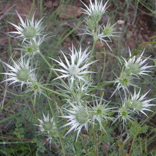 Eryngium heterophyllum Květ