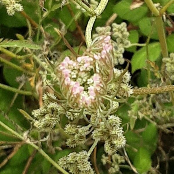 Torilis japonica Kvet