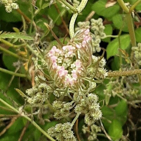 Torilis japonica Žiedas