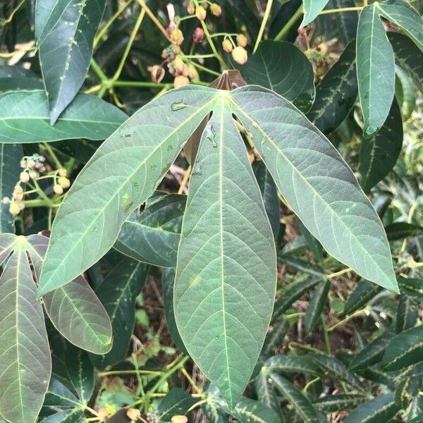 Manihot esculenta Leaf