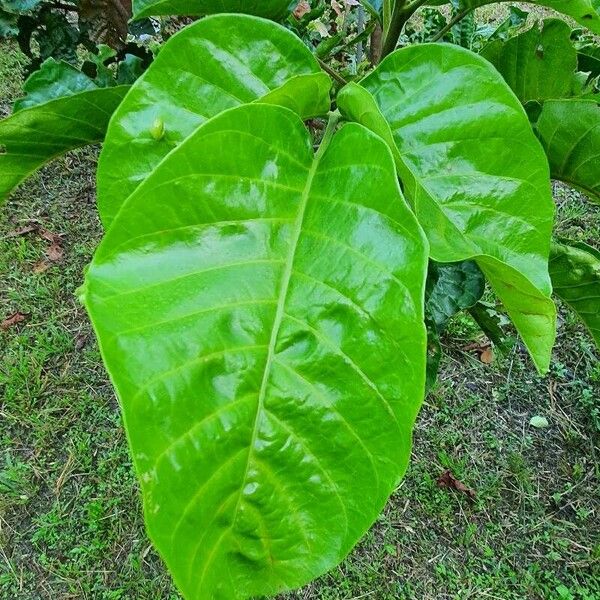 Sandoricum koetjape Leaf