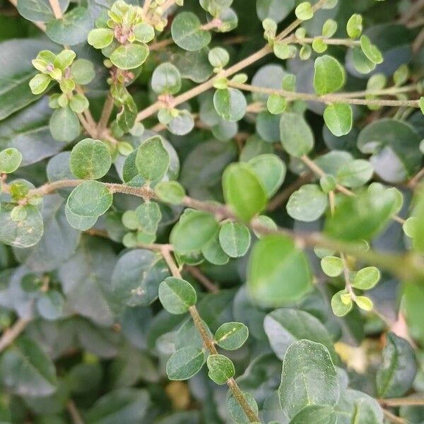 Ligustrum sinense ഇല