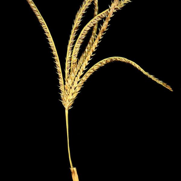 Cynodon dactylon Flower