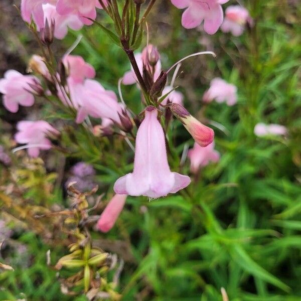 Penstemon barbatus 花