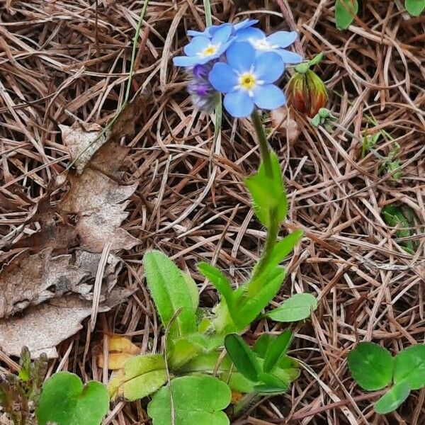 Myosotis alpestris Habitat