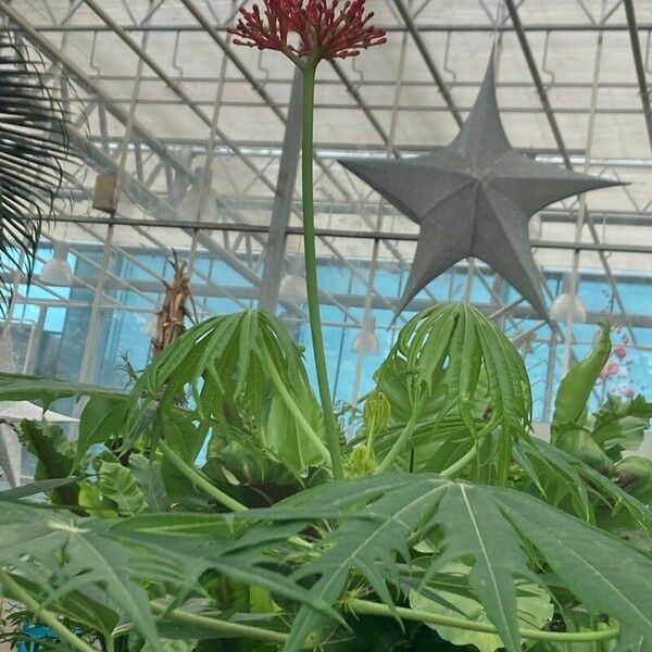 Jatropha multifida പുഷ്പം